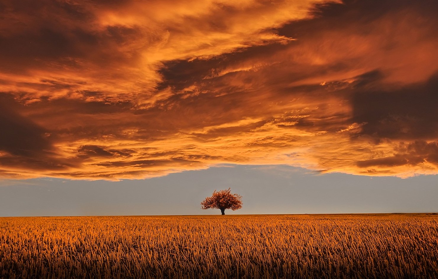 Campo rural